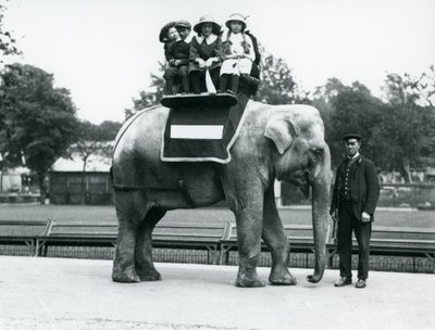 En kvindelig indisk elefant 